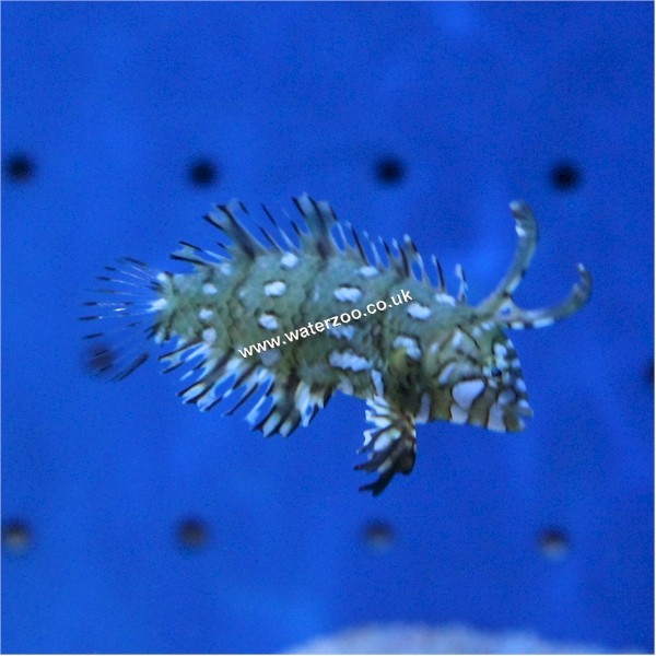 Dragon Wrasse The WaterZoo Tropical fish marine fish & aquariums